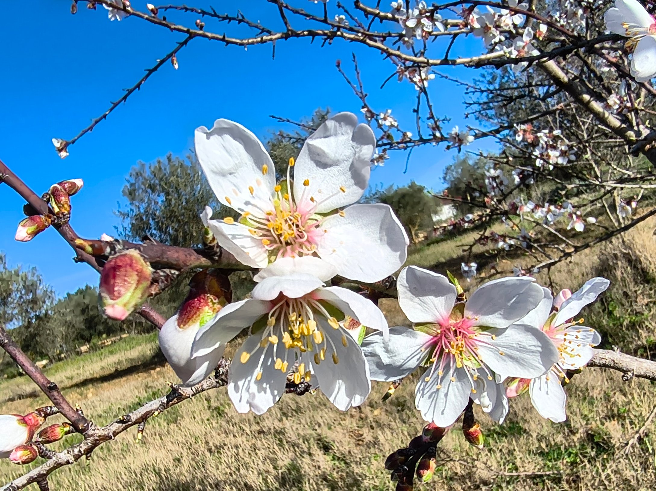 I mandorli in fiore della nostra terra